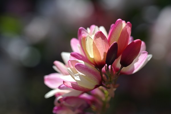 Ixia Flower by Joy Watson